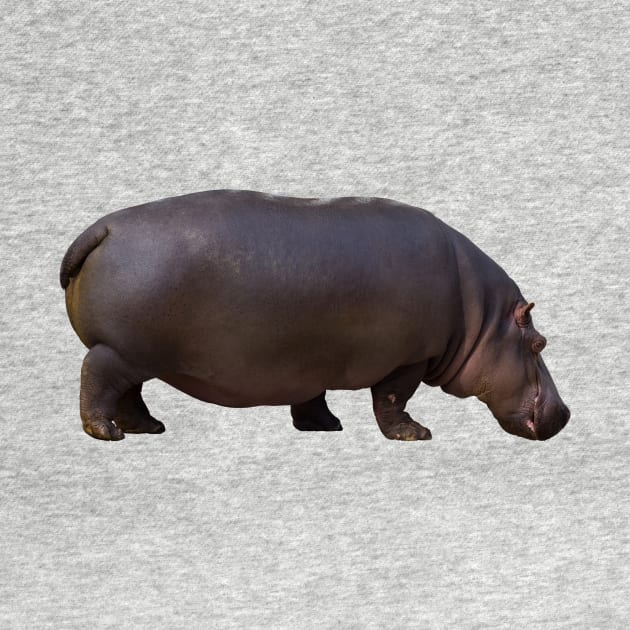 Big Hippopotamus by Endangered Animals